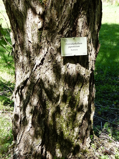 {Cercidiphyllum japonicum}